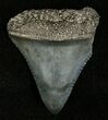 Fossil Great White Shark Tooth - Inches #5422-1